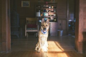 Brown dog sitting on ground